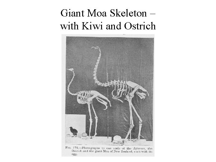 Giant Moa Skeleton – with Kiwi and Ostrich 