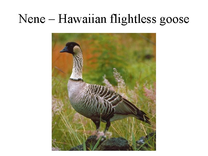 Nene – Hawaiian flightless goose 