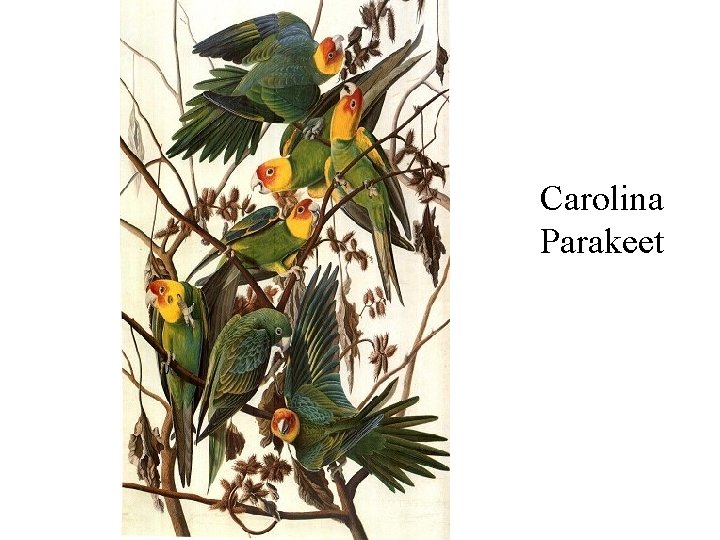 Carolina Parakeet 