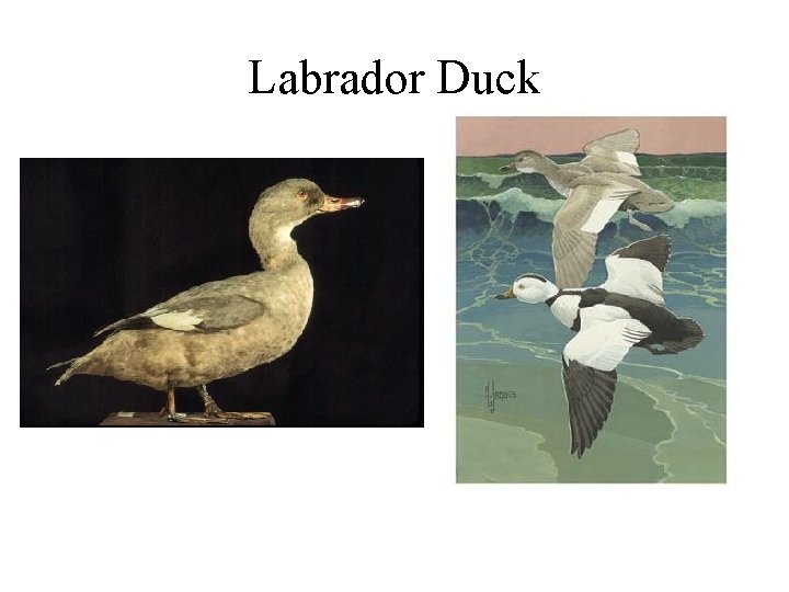 Labrador Duck 