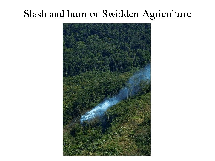 Slash and burn or Swidden Agriculture 