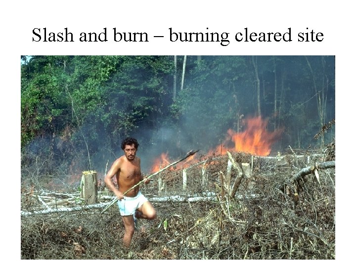 Slash and burn – burning cleared site 