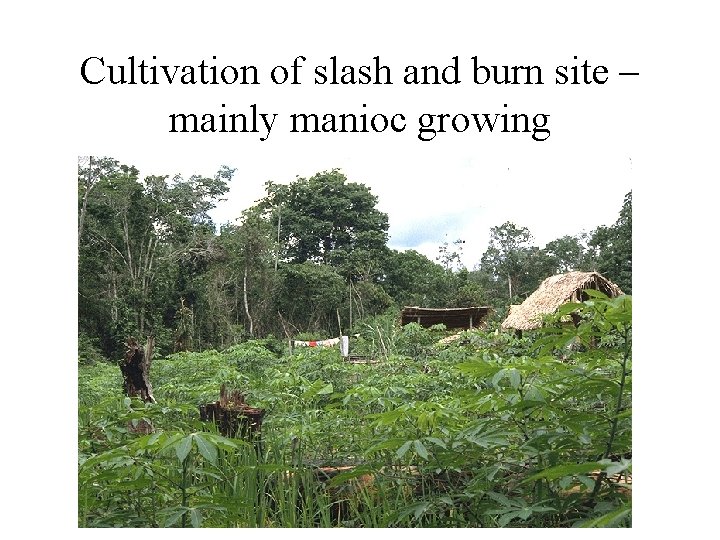 Cultivation of slash and burn site – mainly manioc growing 