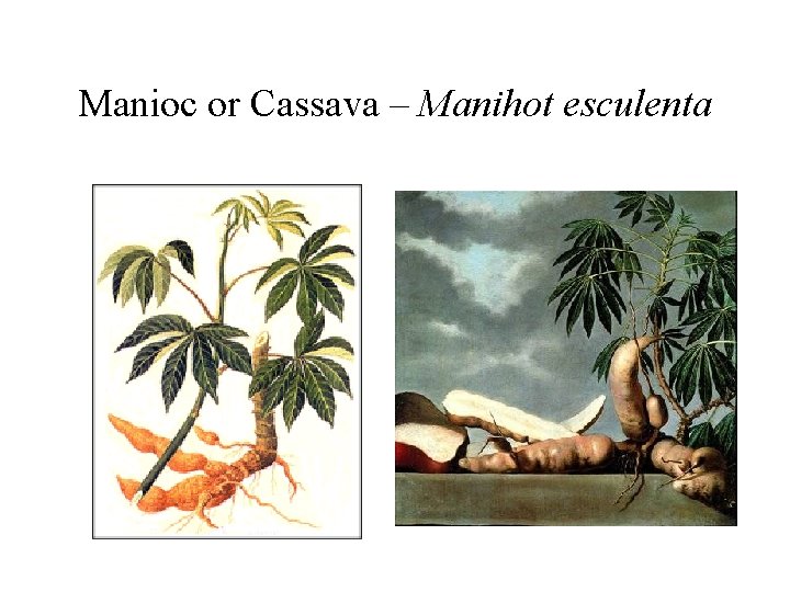 Manioc or Cassava – Manihot esculenta 