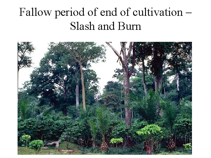 Fallow period of end of cultivation – Slash and Burn 