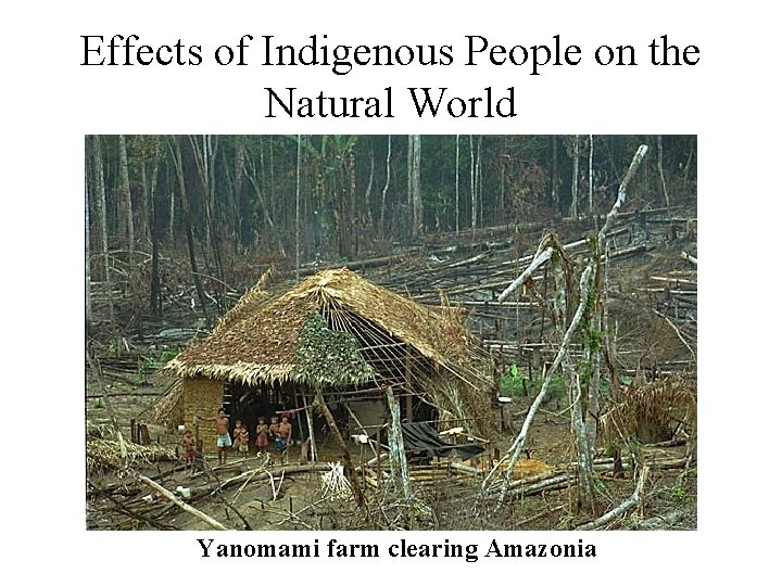 Effects of Indigenous People on the Natural World Yanomami farm clearing Amazonia 