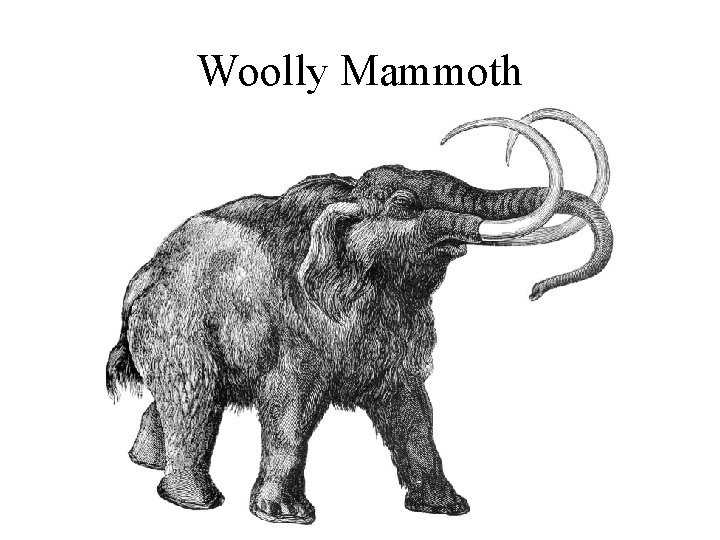 Woolly Mammoth 