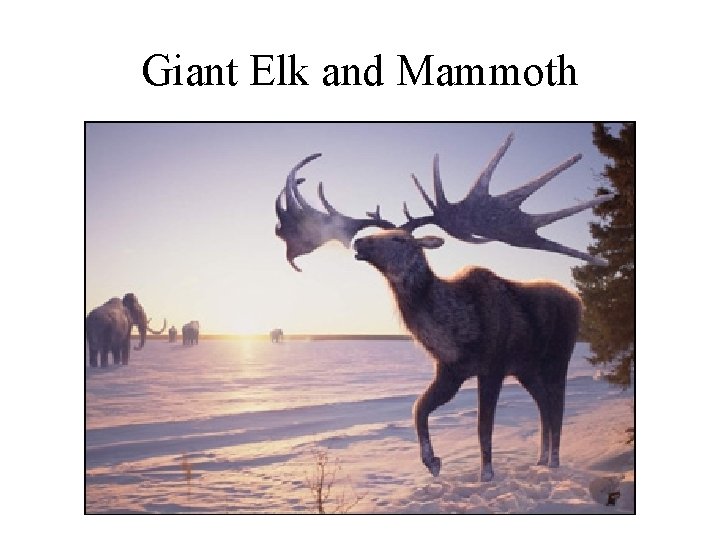 Giant Elk and Mammoth 