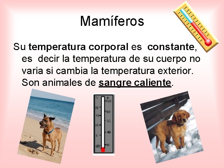 Mamíferos Su temperatura corporal es constante, es decir la temperatura de su cuerpo no