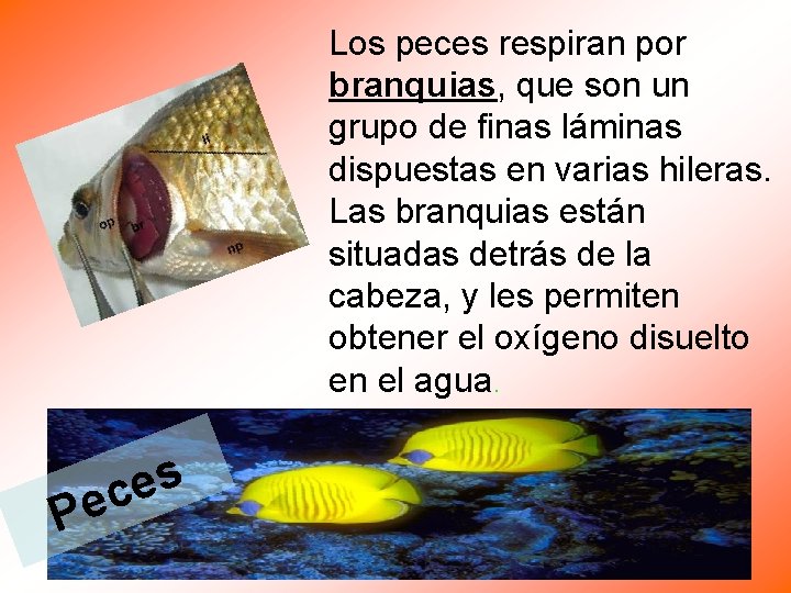 Los peces respiran por branquias, que son un grupo de finas láminas dispuestas en