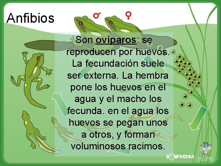 Anfibios Son ovíparos: se reproducen por huevos. La fecundación suele ser externa. La hembra