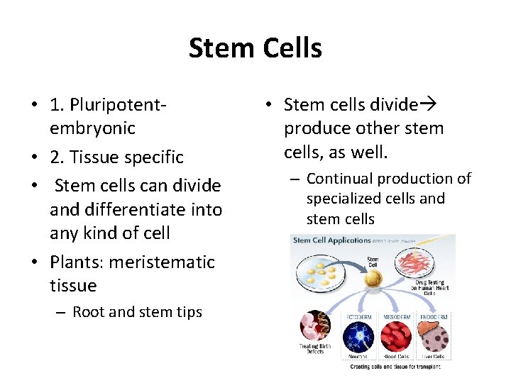 Stem Cells • 1. Pluripotentembryonic • 2. Tissue specific • Stem cells can divide