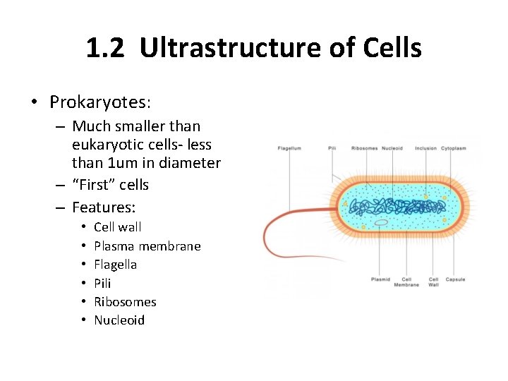 1. 2 Ultrastructure of Cells • Prokaryotes: – Much smaller than eukaryotic cells- less