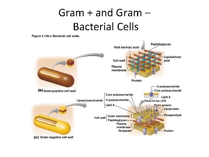 Gram + and Gram – Bacterial Cells 