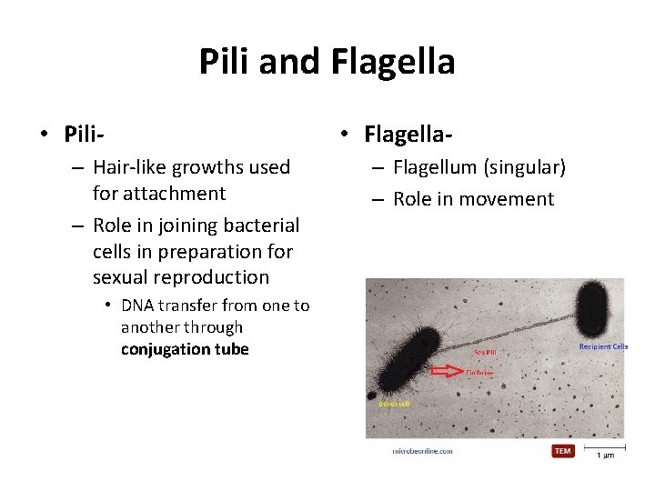 Pili and Flagella • Pili- • Flagella- – Hair-like growths used for attachment –