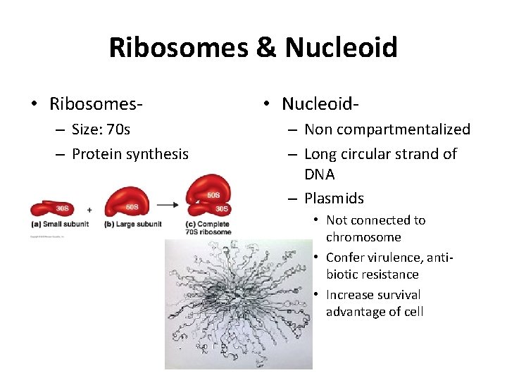 Ribosomes & Nucleoid • Ribosomes– Size: 70 s – Protein synthesis • Nucleoid– Non