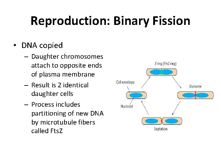 Reproduction: Binary Fission • DNA copied – Daughter chromosomes attach to opposite ends of