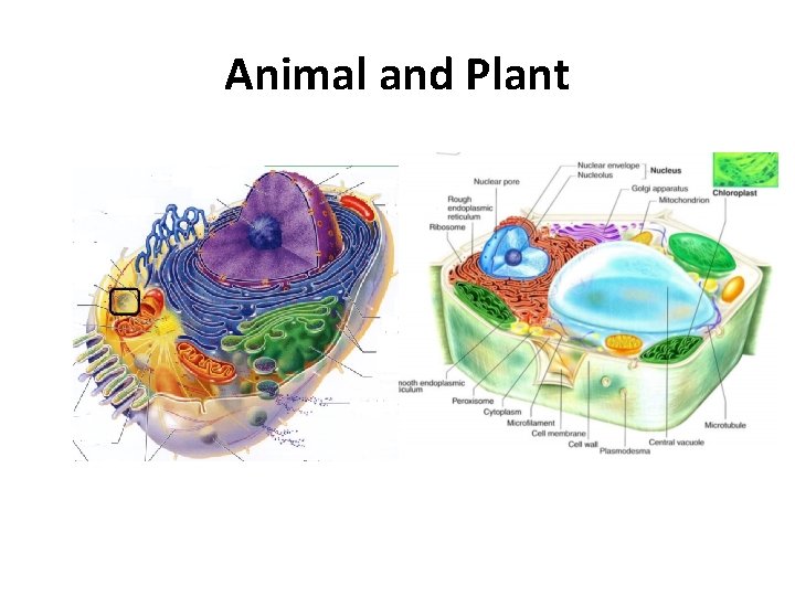Animal and Plant 
