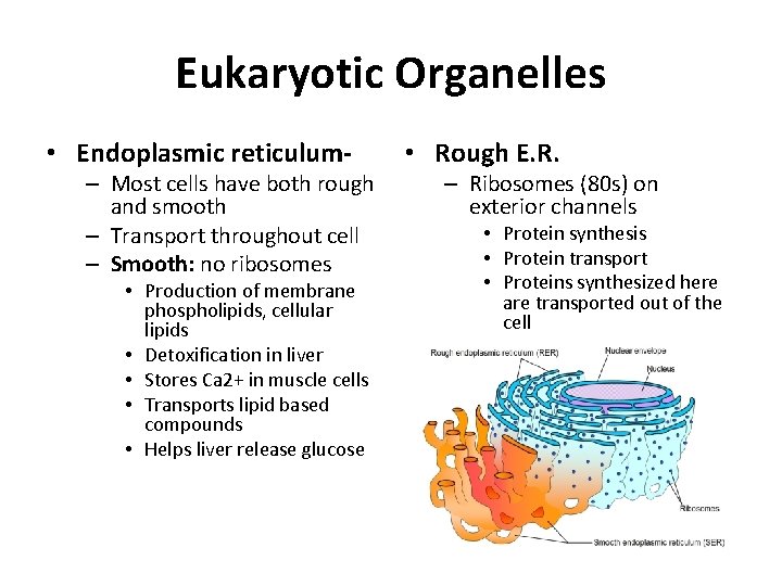 Eukaryotic Organelles • Endoplasmic reticulum- – Most cells have both rough and smooth –