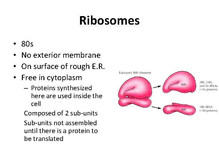 Ribosomes • • 80 s No exterior membrane On surface of rough E. R.