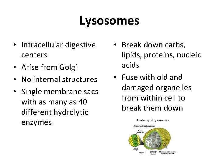 Lysosomes • Intracellular digestive centers • Arise from Golgi • No internal structures •