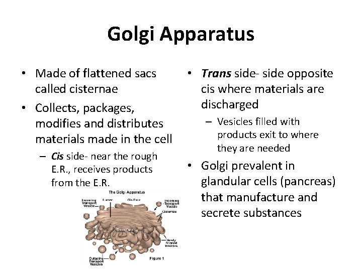 Golgi Apparatus • Made of flattened sacs called cisternae • Collects, packages, modifies and
