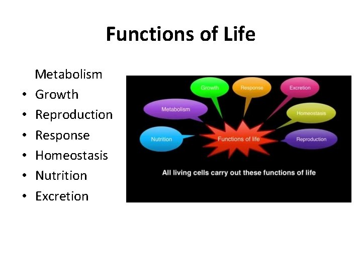 Functions of Life • • • Metabolism Growth Reproduction Response Homeostasis Nutrition Excretion 