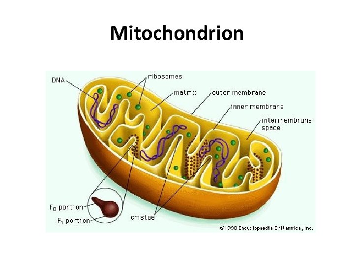 Mitochondrion 