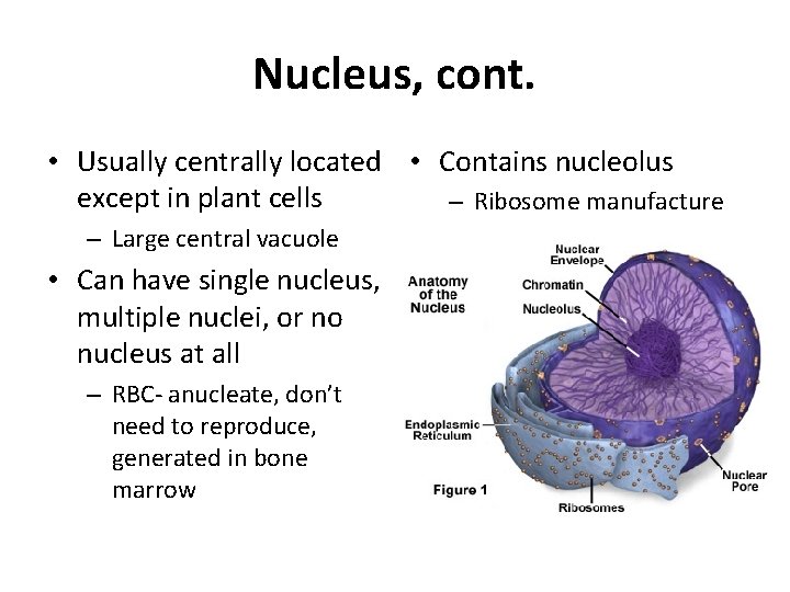 Nucleus, cont. • Usually centrally located • Contains nucleolus except in plant cells –