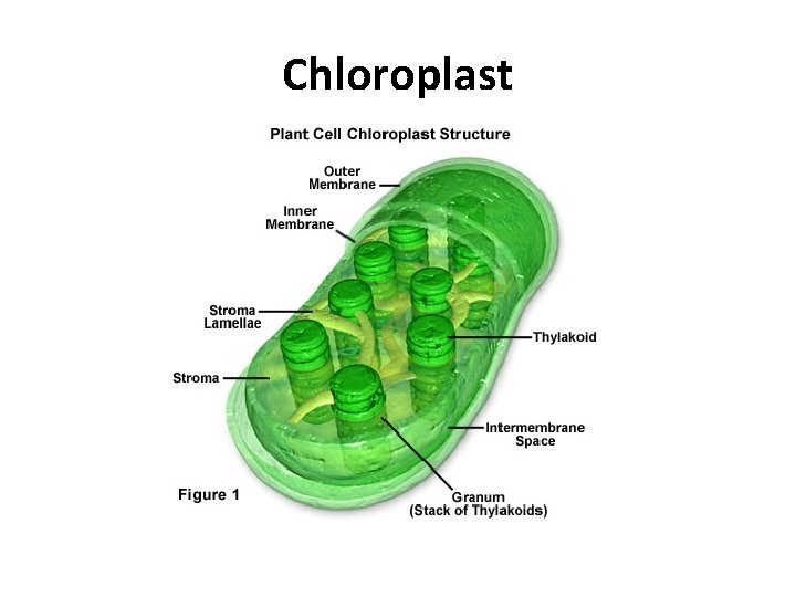 Chloroplast 