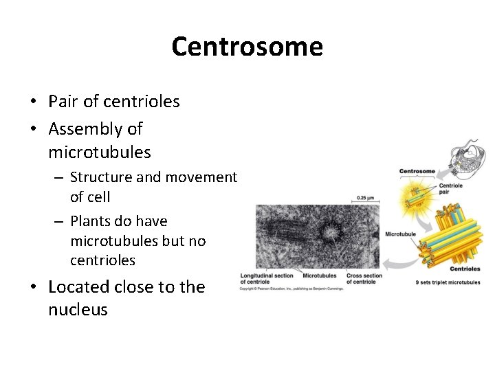 Centrosome • Pair of centrioles • Assembly of microtubules – Structure and movement of