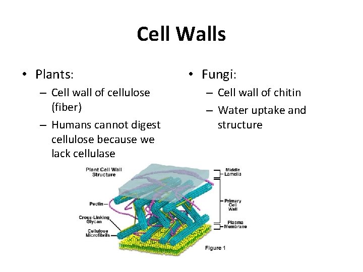 Cell Walls • Plants: – Cell wall of cellulose (fiber) – Humans cannot digest
