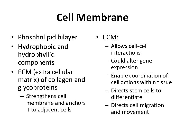 Cell Membrane • Phospholipid bilayer • Hydrophobic and hydrophyllic components • ECM (extra cellular