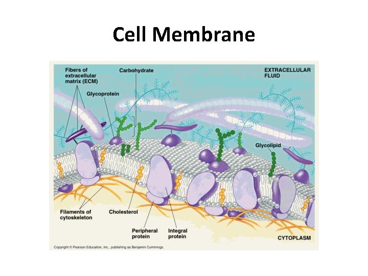 Cell Membrane 