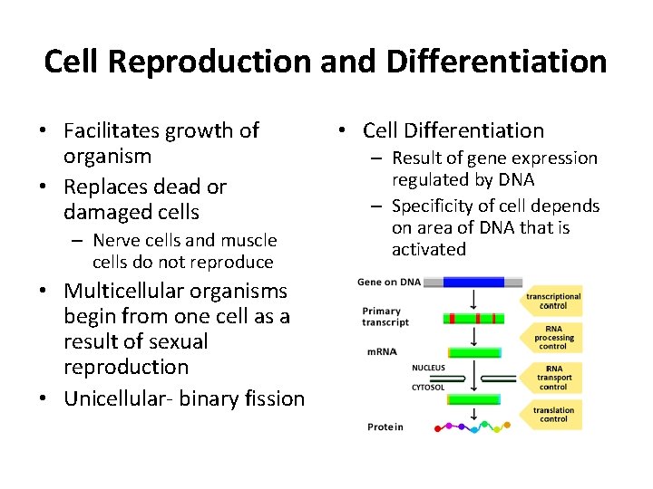 Cell Reproduction and Differentiation • Facilitates growth of organism • Replaces dead or damaged