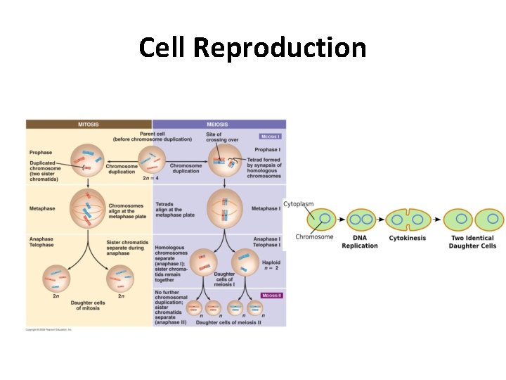 Cell Reproduction 