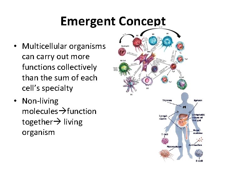 Emergent Concept • Multicellular organisms can carry out more functions collectively than the sum