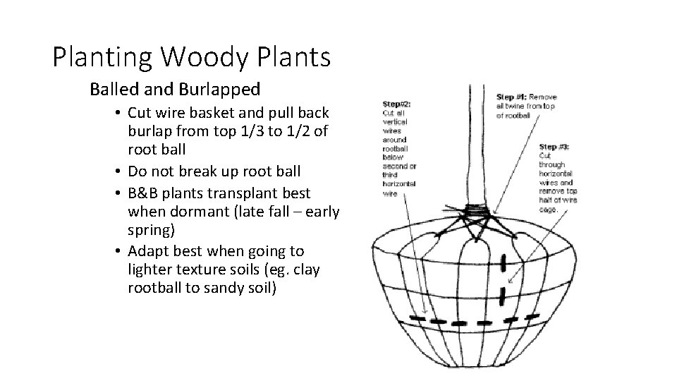 Planting Woody Plants Balled and Burlapped • Cut wire basket and pull back burlap