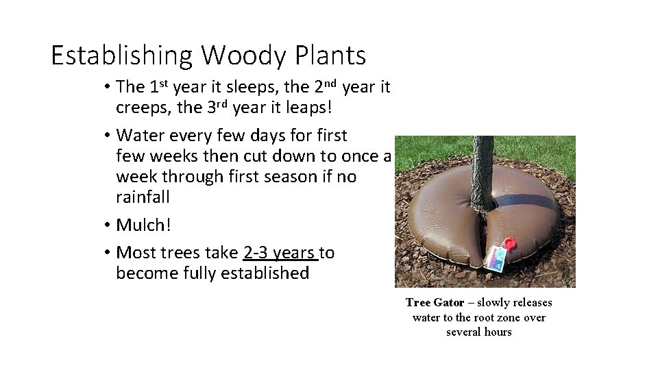 Establishing Woody Plants • The 1 st year it sleeps, the 2 nd year