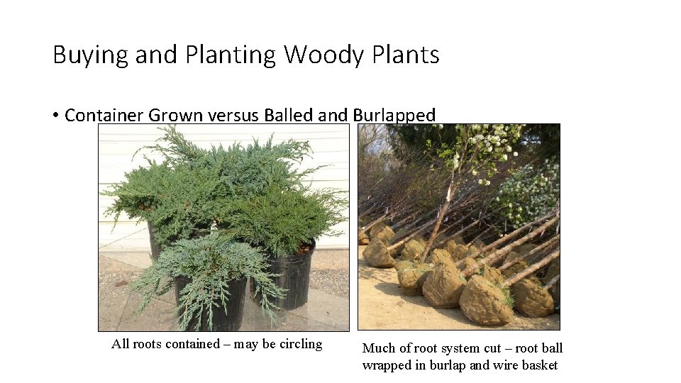 Buying and Planting Woody Plants • Container Grown versus Balled and Burlapped All roots