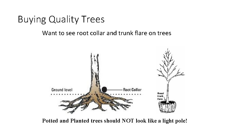 Buying Quality Trees Want to see root collar and trunk flare on trees Potted