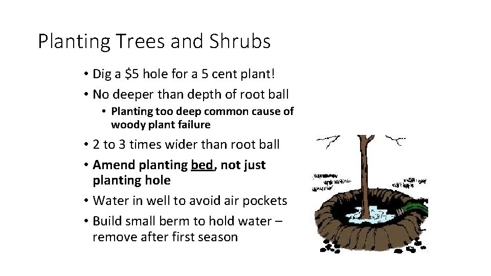Planting Trees and Shrubs • Dig a $5 hole for a 5 cent plant!