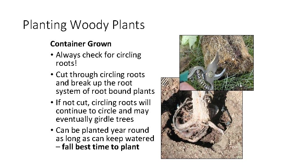 Planting Woody Plants Container Grown • Always check for circling roots! • Cut through