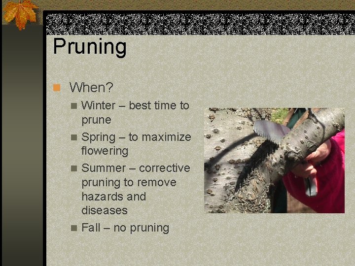 Pruning n When? n Winter – best time to prune n Spring – to
