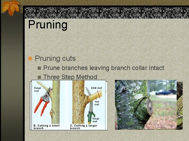 Pruning n Pruning cuts n Prune branches leaving branch collar intact n Three Step