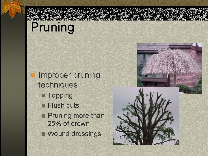 Pruning n Improper pruning techniques Topping n Flush cuts n Pruning more than 25%
