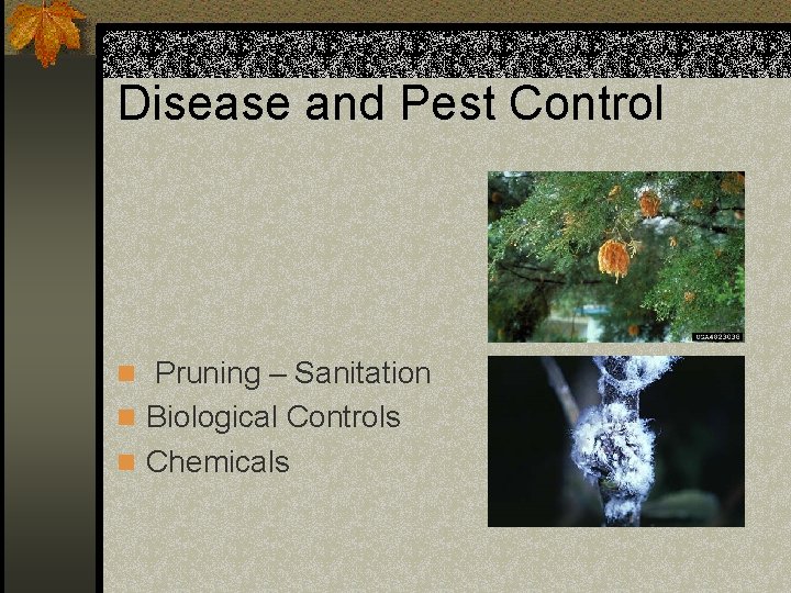 Disease and Pest Control n Pruning – Sanitation n Biological Controls n Chemicals 