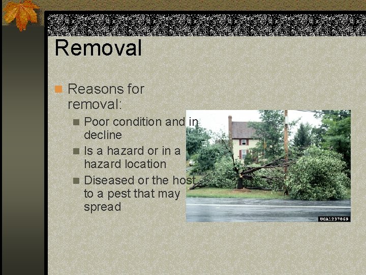 Removal n Reasons for removal: Poor condition and in decline n Is a hazard