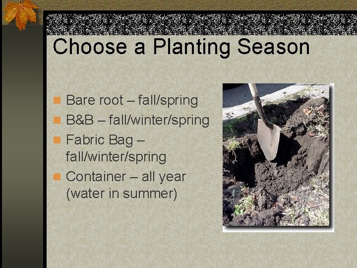 Choose a Planting Season n Bare root – fall/spring n B&B – fall/winter/spring n