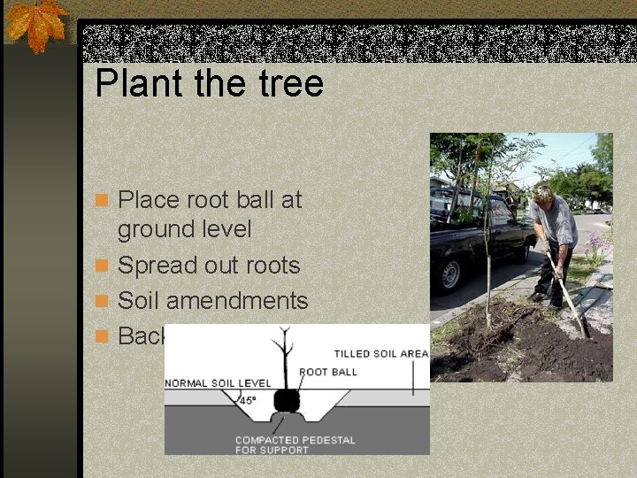 Plant the tree n Place root ball at ground level n Spread out roots